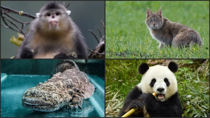 5 Fauna Endemik China yang tersebut digunakan Mengejutkan, Salah Satunya Panda Raksasa