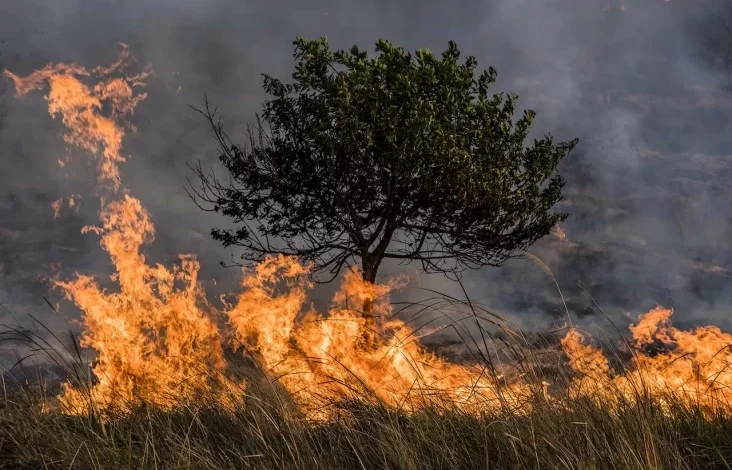 Cuaca Kering Picu Kebakaran Hutan Besar di area area Korea Selatan