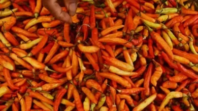 Hal ini Strategi Bapanas Tekan Harga Cabai yang dimaksud mana Tengah Meroket