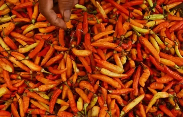 Hal ini Strategi Bapanas Tekan Harga Cabai yang dimaksud mana Tengah Meroket