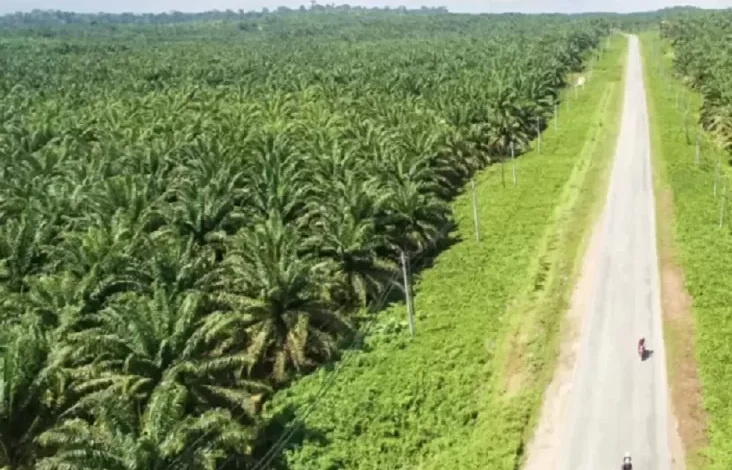 Penertiban Lahan Sawit Perlu Kebijakan Satu Peta Hutan