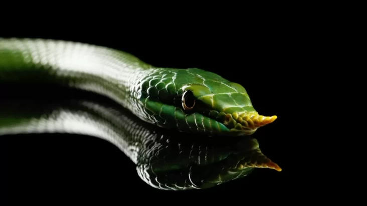 Spesies Baru Ular Bermoncong Tanduk Ditemukan di area area India
