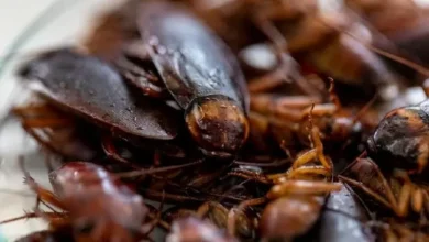 Susu Kecoa Diklaim Peneliti Tiga Kali Lebih Bergizi dari Sapi