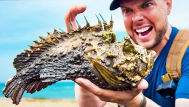 5 Ikan Paling Beracun di tempat tempat Dunia, Sekali Sentuh Nyawa Melayang!