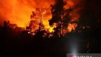 Kebakaran hutan dahsyat ke Israel, 24 khalayak terluka