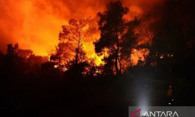 Kebakaran hutan dahsyat ke Israel, 24 khalayak terluka